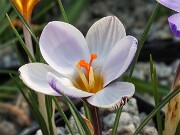 Crocus gembosii 20250129 0007