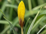 Crocus gembosii Golden Delight 20250119 0002