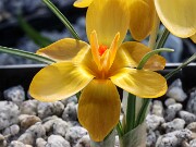 Crocus gembosii Golden Delight 20250122 0002