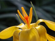 Crocus gembosii Golden Delight 20250122 0003