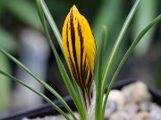 Crocus gembosii Vita Nova 21-02 20250119 0002
