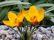 Crocus gembosii x Agnes 20-25 20250129 0007