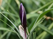 Crocus gembosii x Louise 20-30 20250119 0002