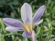 Crocus iranicus 20250112 0003