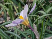 Crocus iranicus 20250112 0005