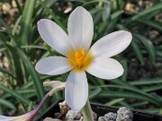 Crocus iranicus 20250112 0006