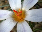 Crocus kerndorffiorum 0004