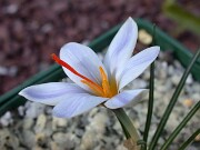 Crocus kerndorffiorum HKEP9010 0004