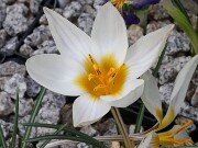 Crocus melantherus Golden Shade 20251115 0002