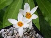 Crocus melantherus Golden Shine 20251026 0002