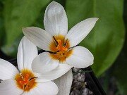 Crocus melantherus Golden Shine 20251026 0003