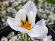 Crocus mysius 20250129 0004