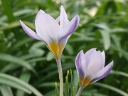 Crocus mysius 20250129 0009