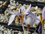 Crocus nerimaniae 20251017 0006