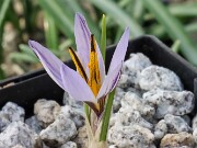 Crocus nubigena 20250112 0002