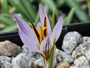 Crocus nubigena 20250112 0004