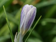Crocus pseudoiranicus 20250119 0002