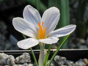 Crocus pseudoiranicus 20250122 0002