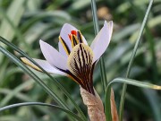 Crocus ruksansii 20250112 0005