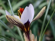 Crocus ruksansii 20250112 0007