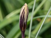 Crocus ruksansii 20250119 0002