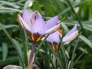 Crocus seisumsiana 20250129 0005