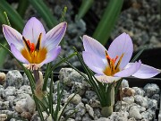 Crocus seisumsiana 20250129 0012