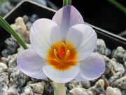 Crocus stevensii 20250122 0002