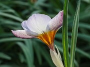 Crocus stevensii 20250122 0003