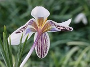 Crocus taseliensis RUDA-008 20250112 0002