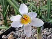 Crocus taseliensis RUDA-008 20250112 0005