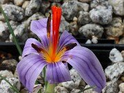 Crocus wattiorum 20251017 0003