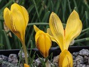 Crocus x schnabelii 20251128 0008