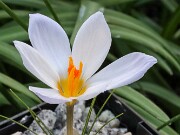 Crocus zetterlundii 20250129 0003