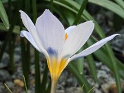 Crocus zetterlundii 20250129 0004