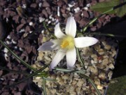 Crocus nevadensis S0313 0001