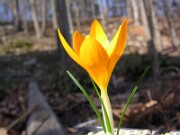 Crocus flavus Ulu Dag TW 0003