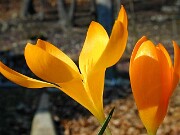 Crocus flavus ssp. flavus 0003