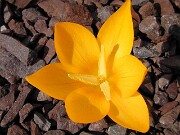 Crocus flavus ssp. flavus 0005