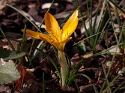 Crocus graveolens 20120201_0009