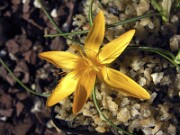Crocus graveolens Silifke Turkey 0006