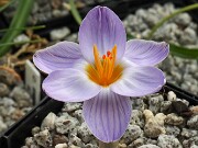 Crocus mawii_concinnus Ibradi 20250129 0002