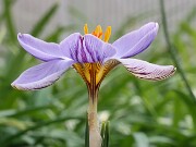 Crocus mawii_concinnus Ibradi 20250129 0005