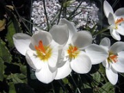 Crocus boryi 0003