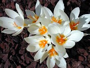 Crocus boryi 0004