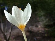 Crocus boryi 0005