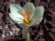 Crocus boryi 0006