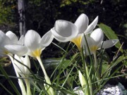 Crocus boryi 0008