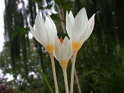 Crocus boryi 0009