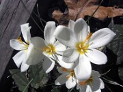 Crocus boryi 0010